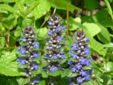 Ajuga reptans Kruipend zenegroen bestellen